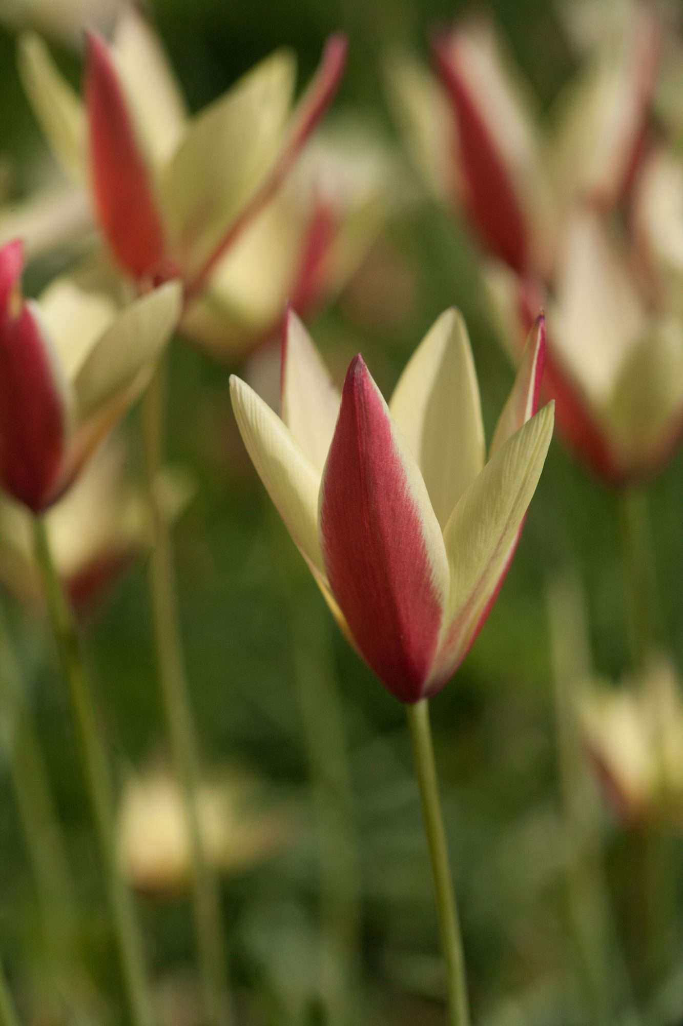 'Tinka' Tulip