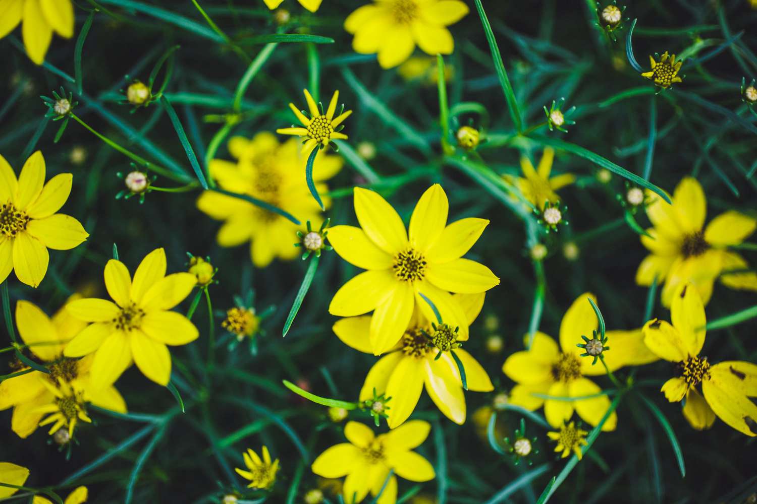 Coreopsis