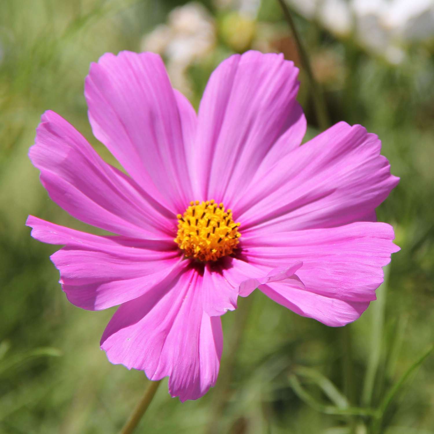 Pink Cosmos Flower