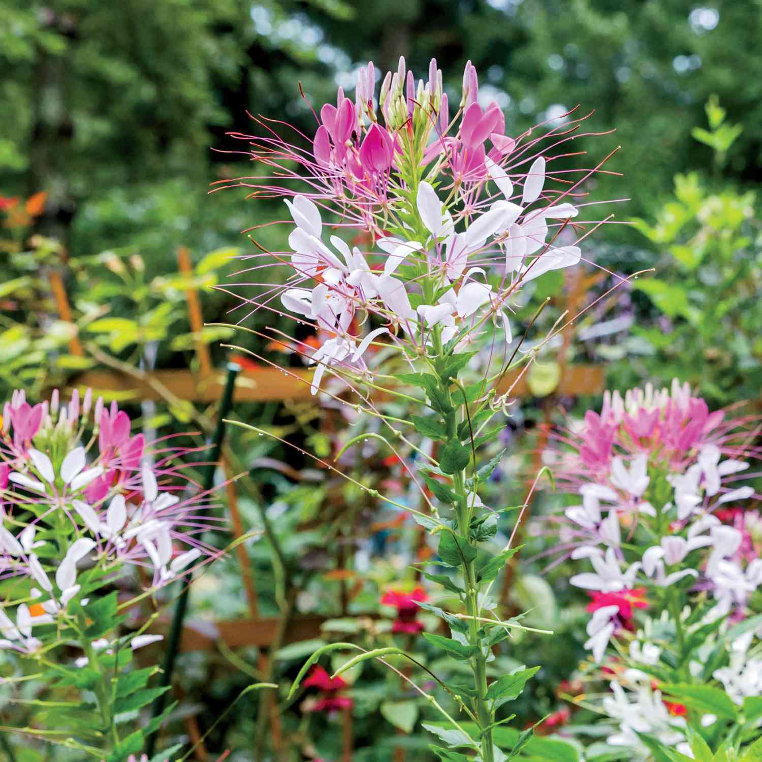 Edderkoppblomst blomstrer