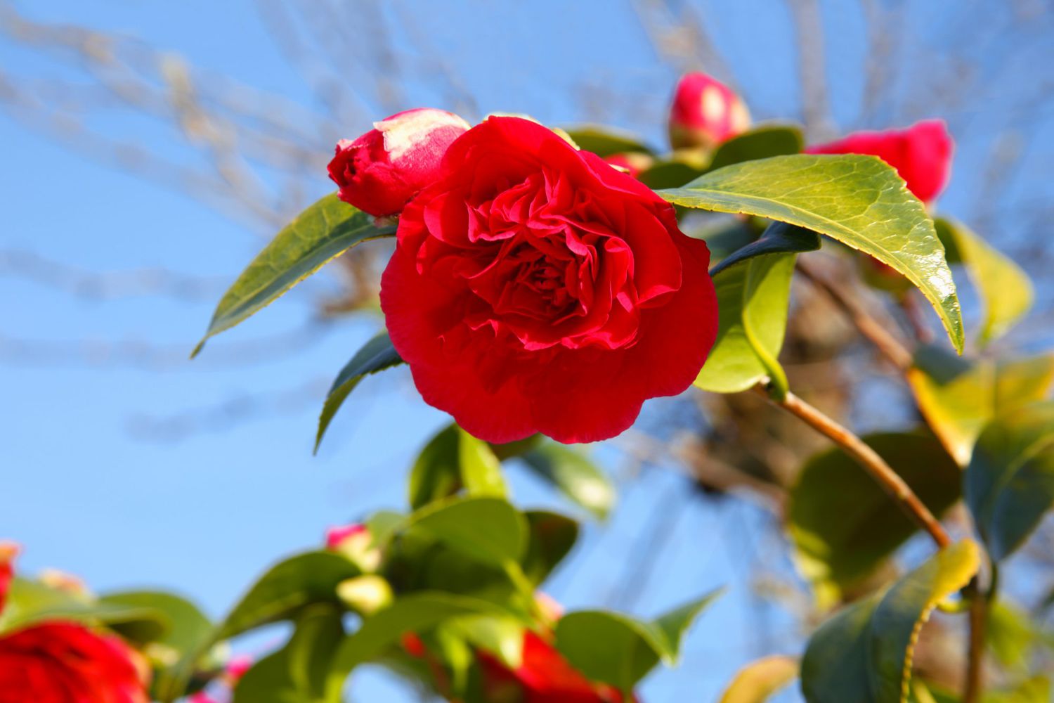 Camellia blomster