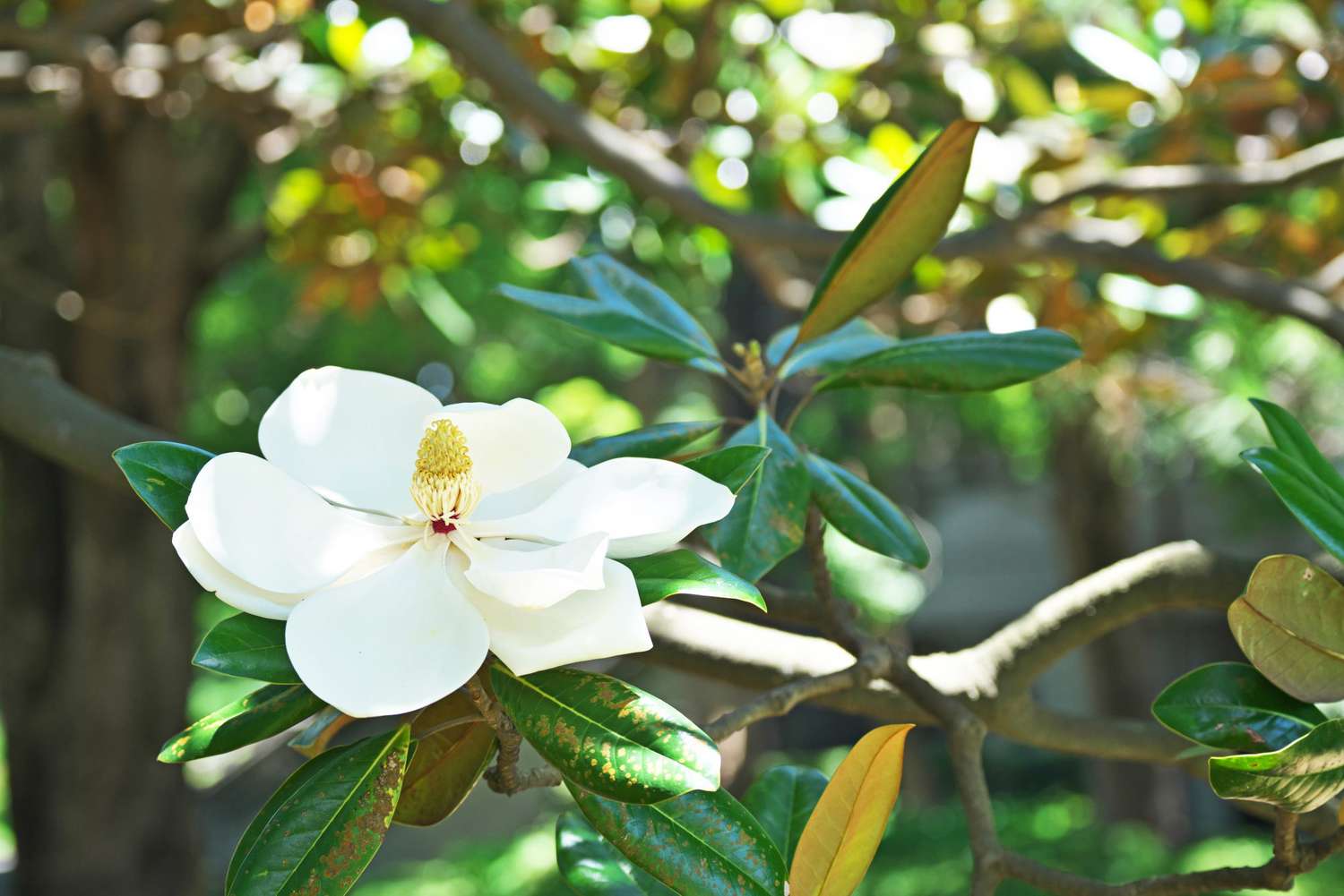Sørlig Magnolia