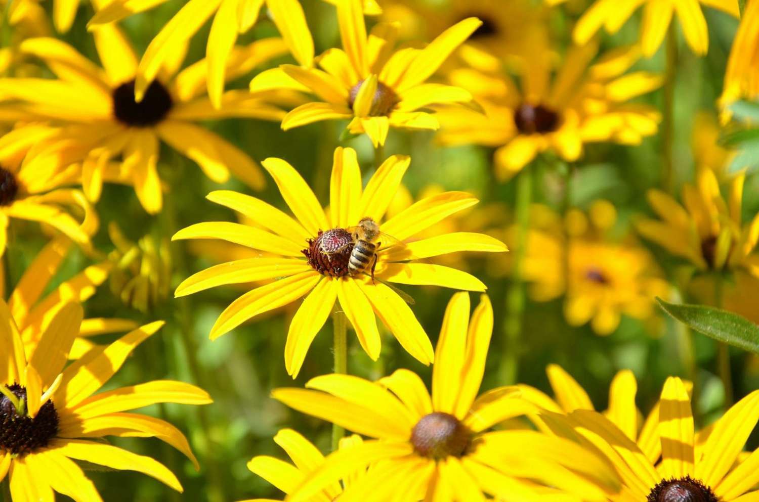 Getty Black Eyed Susan with Bee