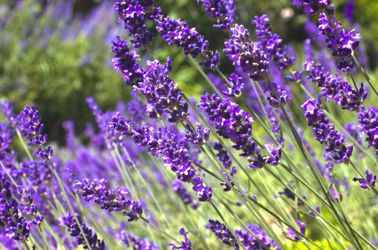 English lavender cottage garden