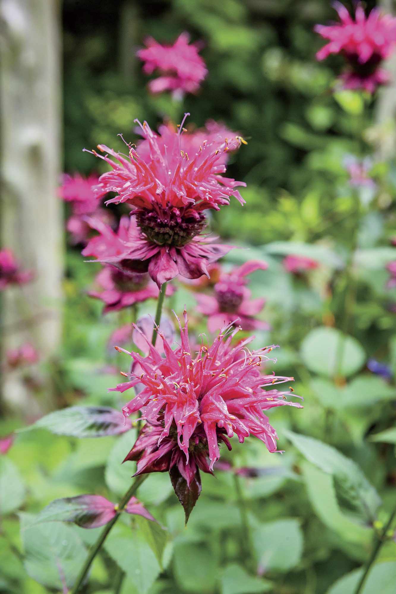 Raspberry Wine Bee Balm Flower from Mary Startzman's Garden in Berea, Kentucky