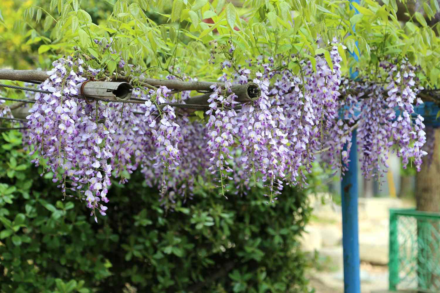 Japanese or Chinese Wisteria
