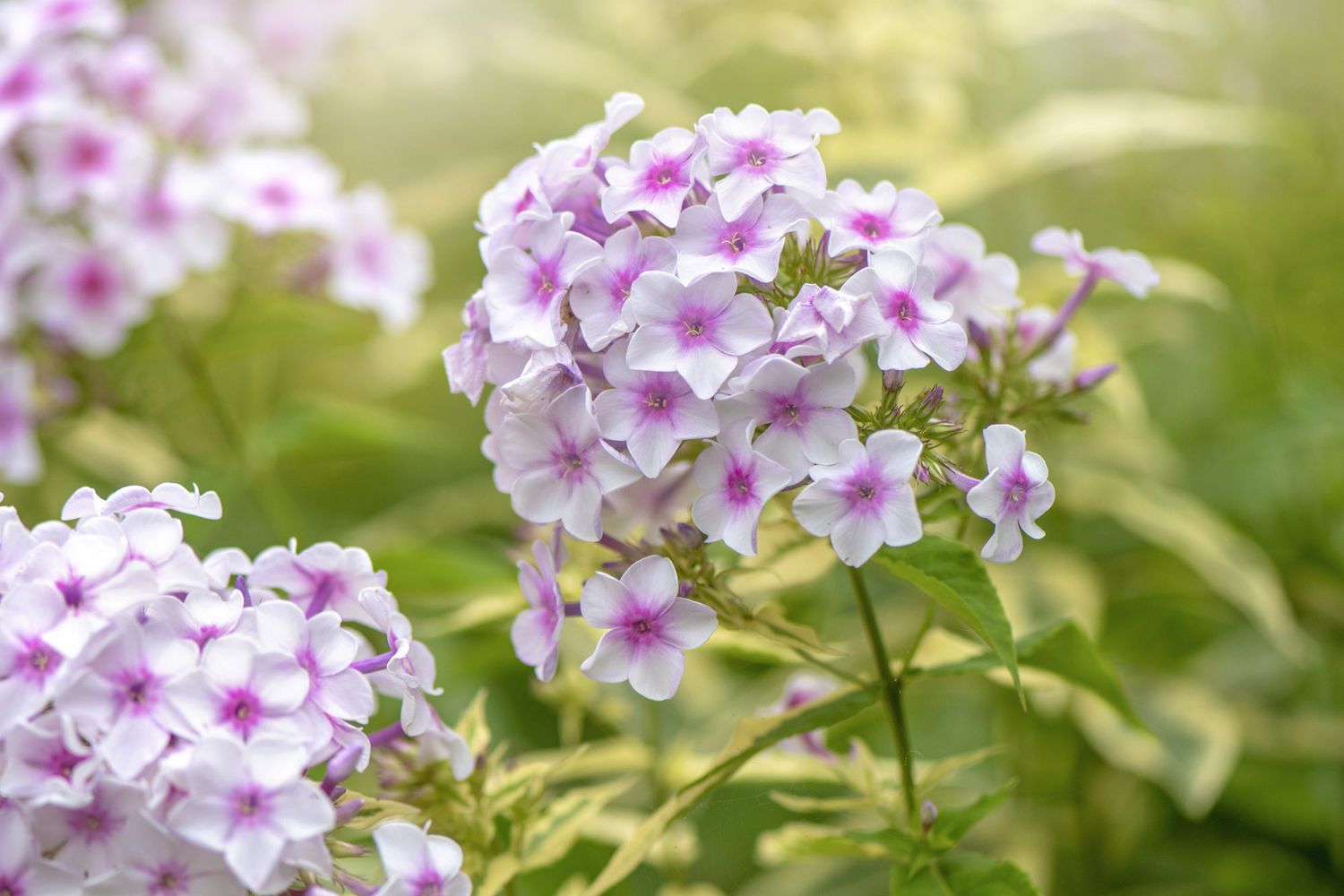 Pink and White Ground Phlox Flowers