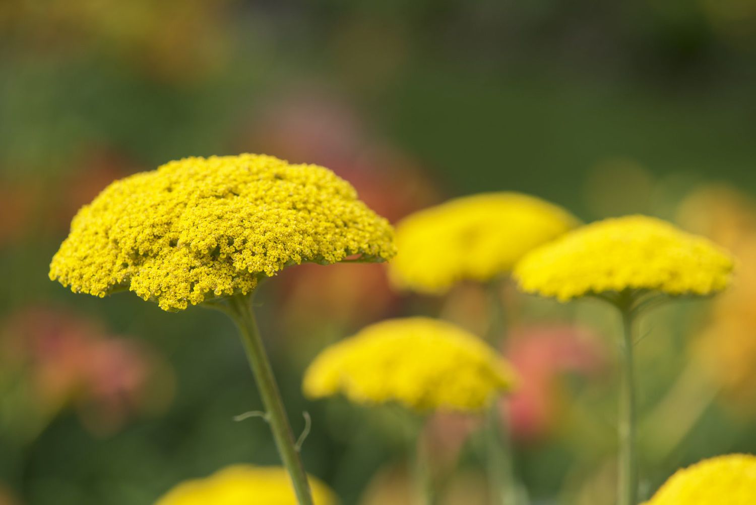 Yarrow