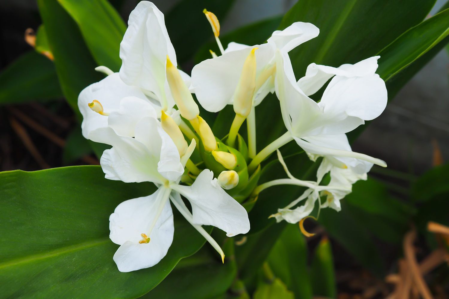 Ginger Lily Bloom