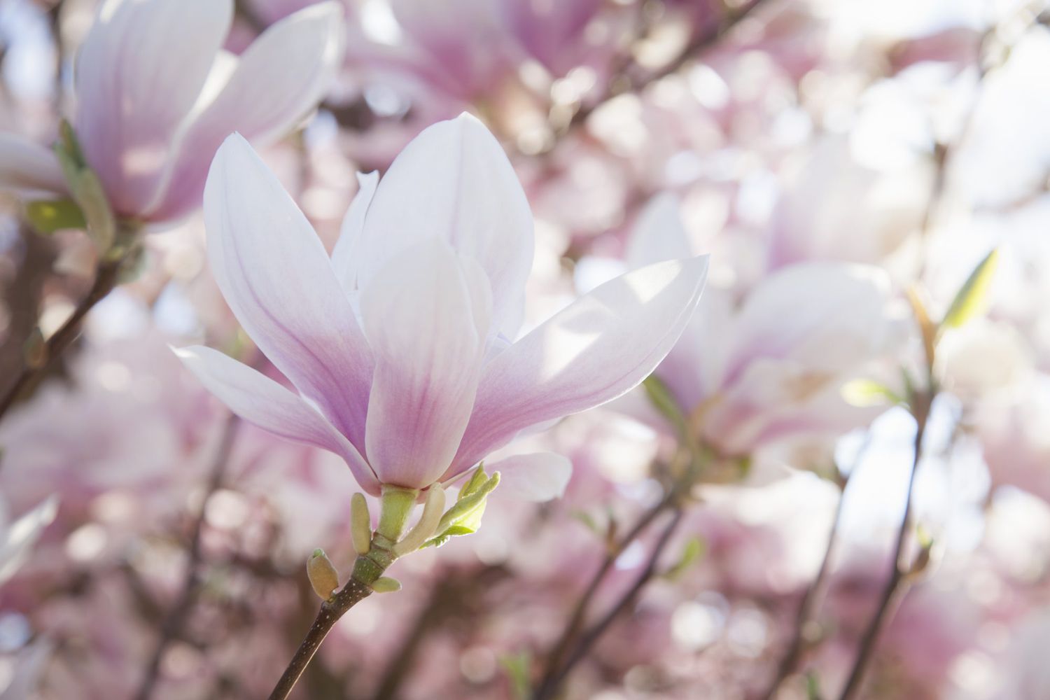 Saucer Magnolia