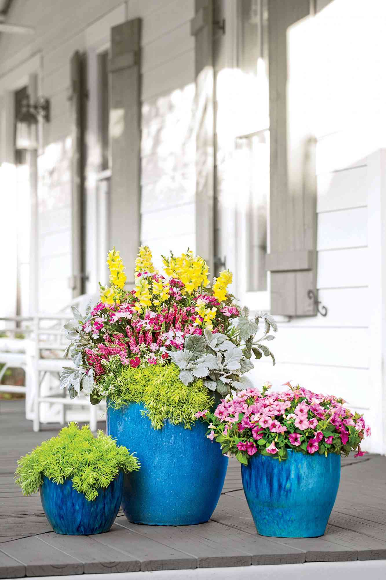 Snapdragons Container Garden