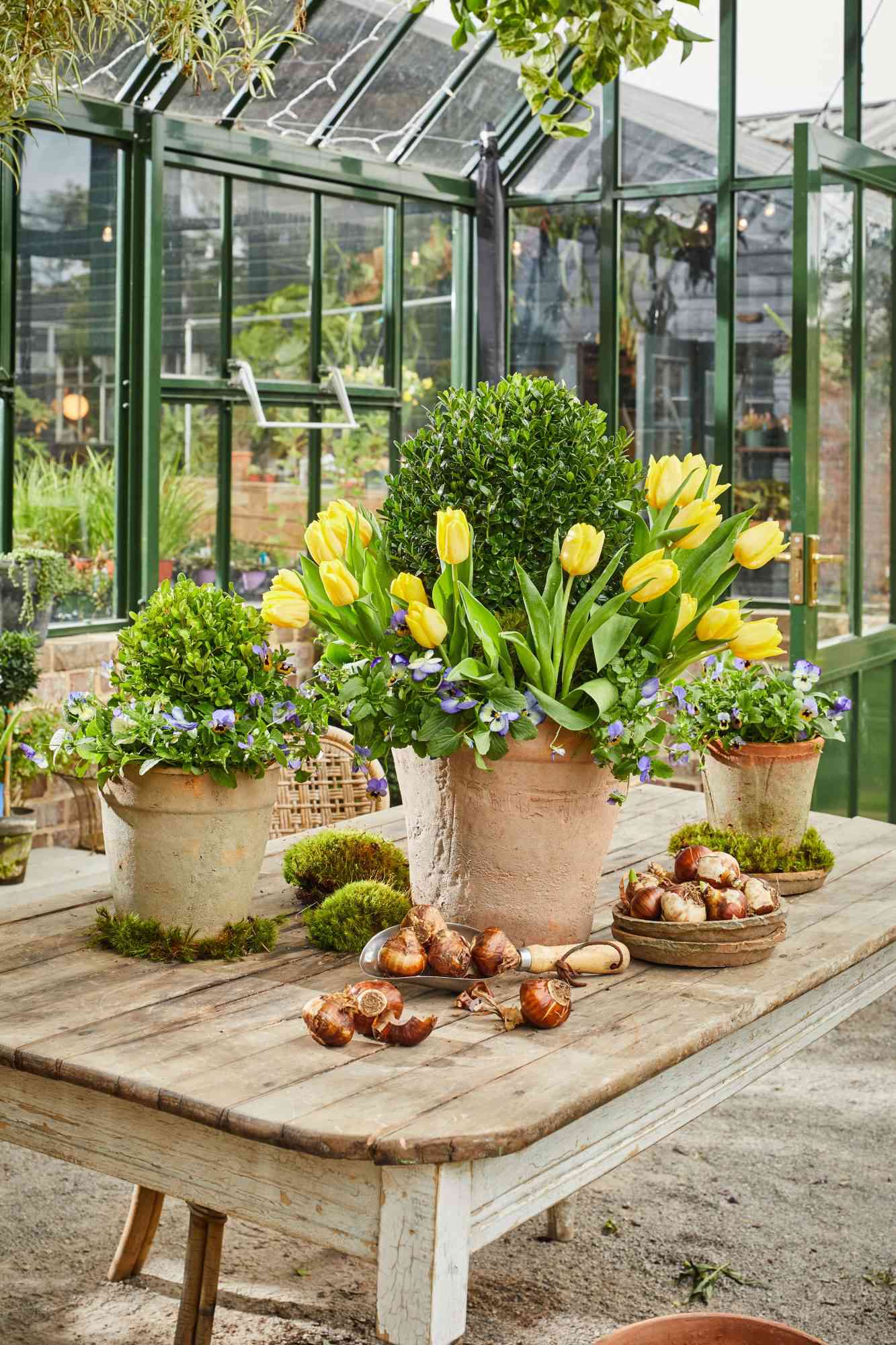 Tulip and Boxwood Spring Container Garden