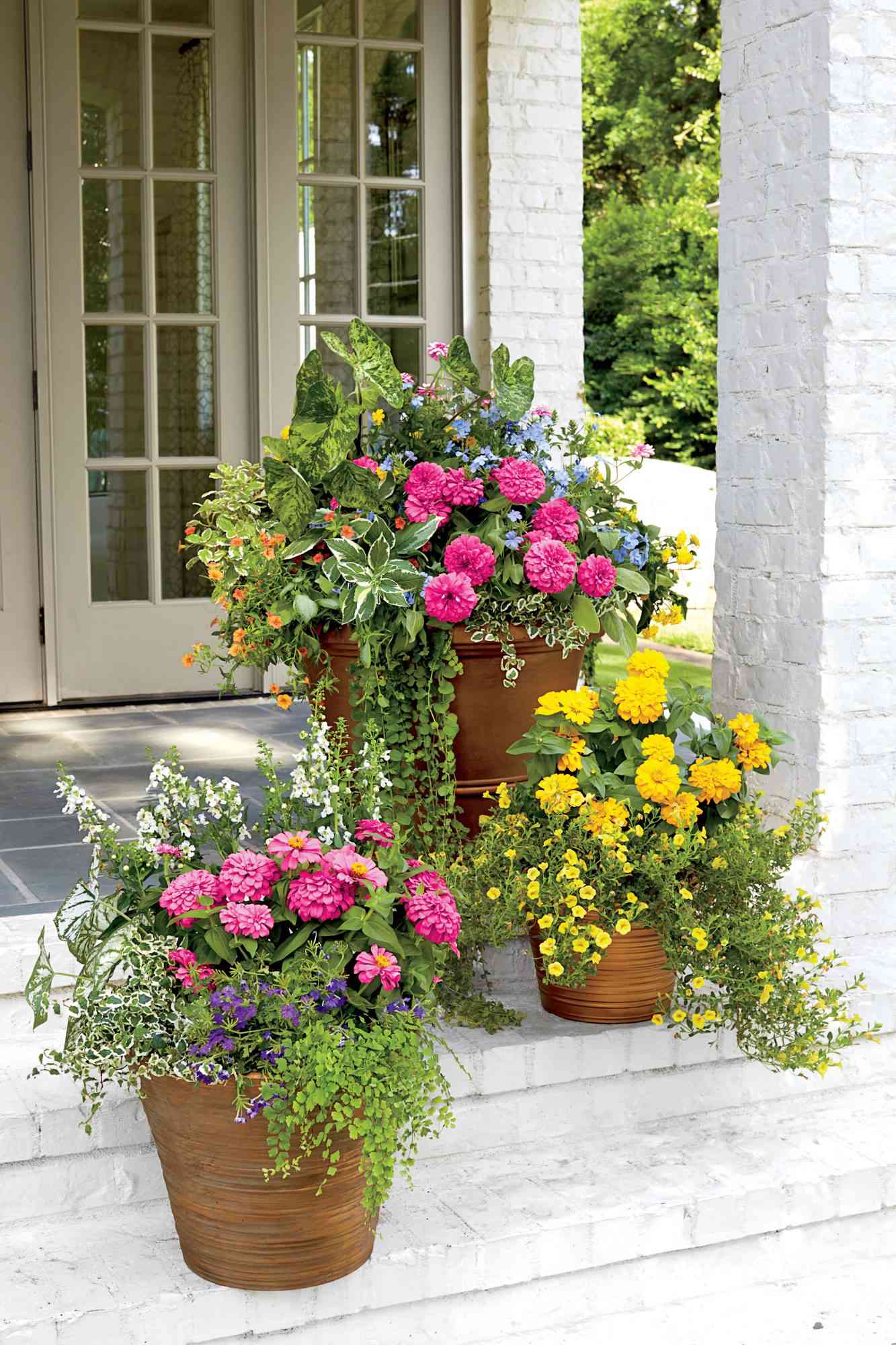 Pink and Yellow Zinnias