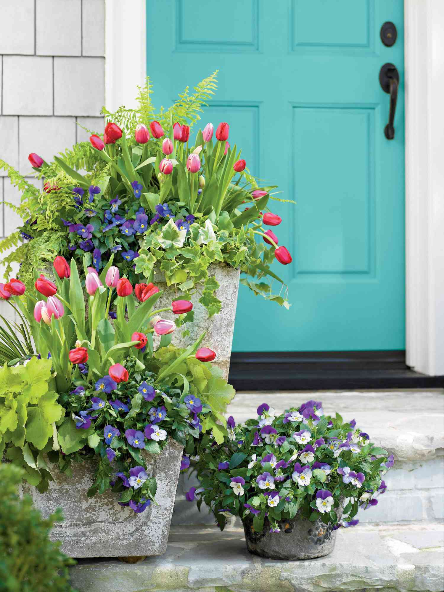 Tulips, Pansies, Acorus, Heuchera, Ivy and Fern