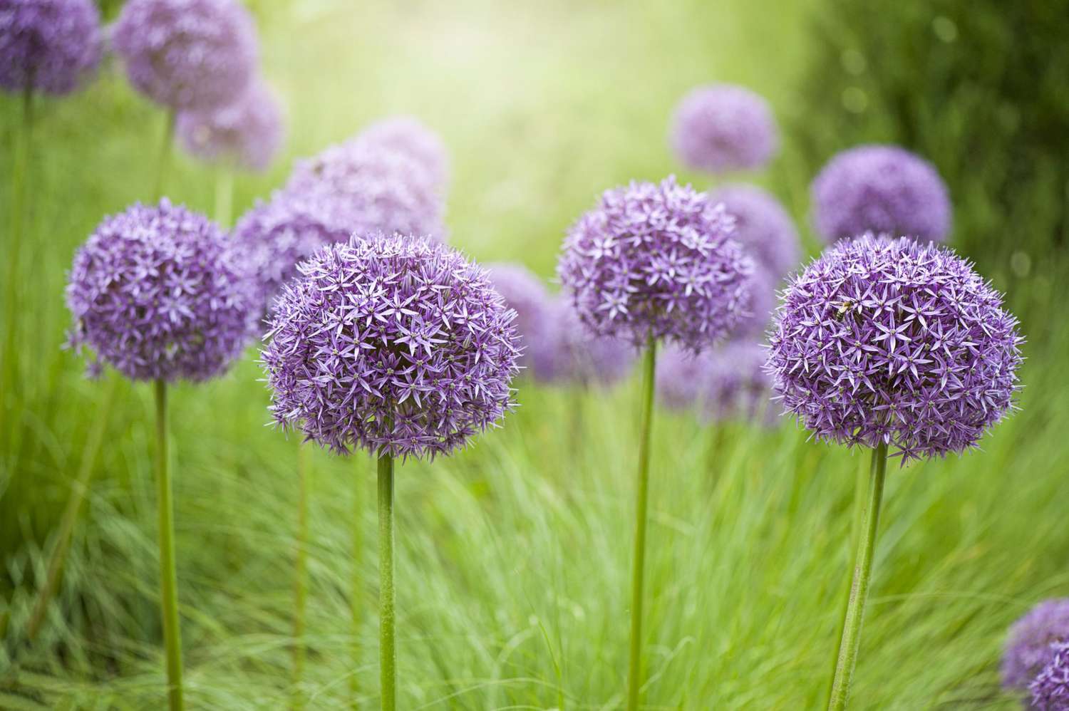 Alliums