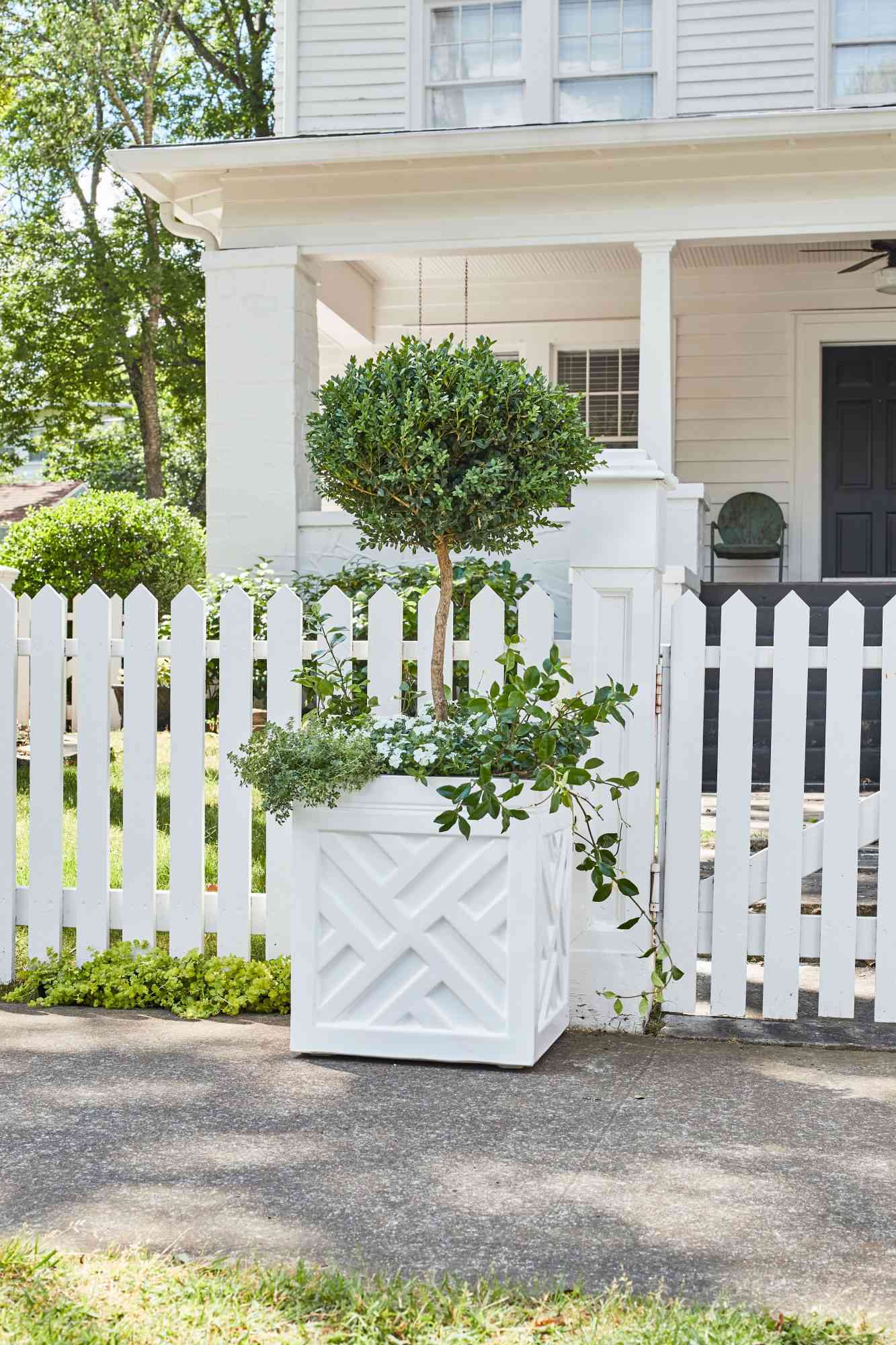 White container with boxwood topiary, phlox, star jasmine, and lemon thyme