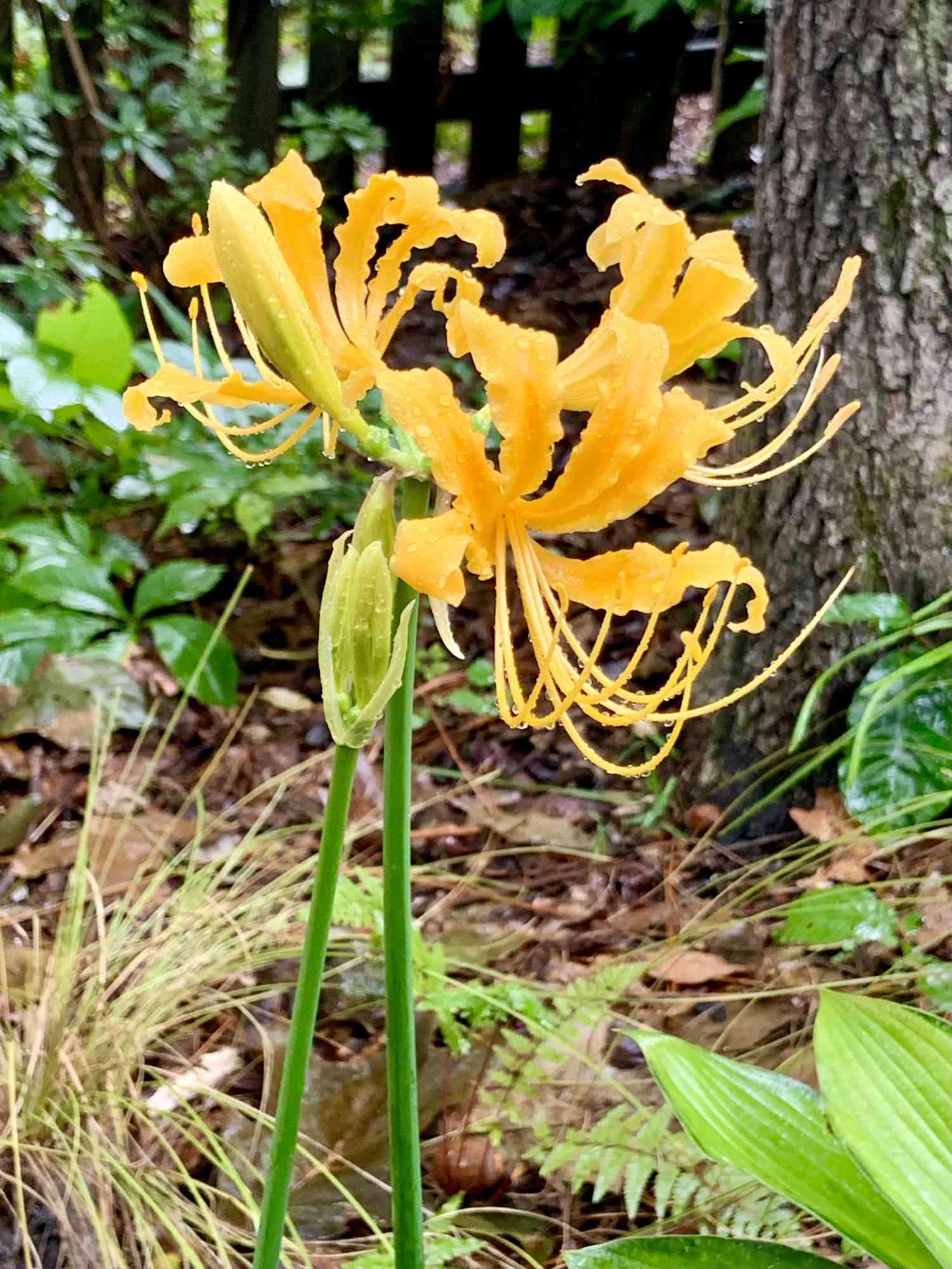 Golden Spider Lily