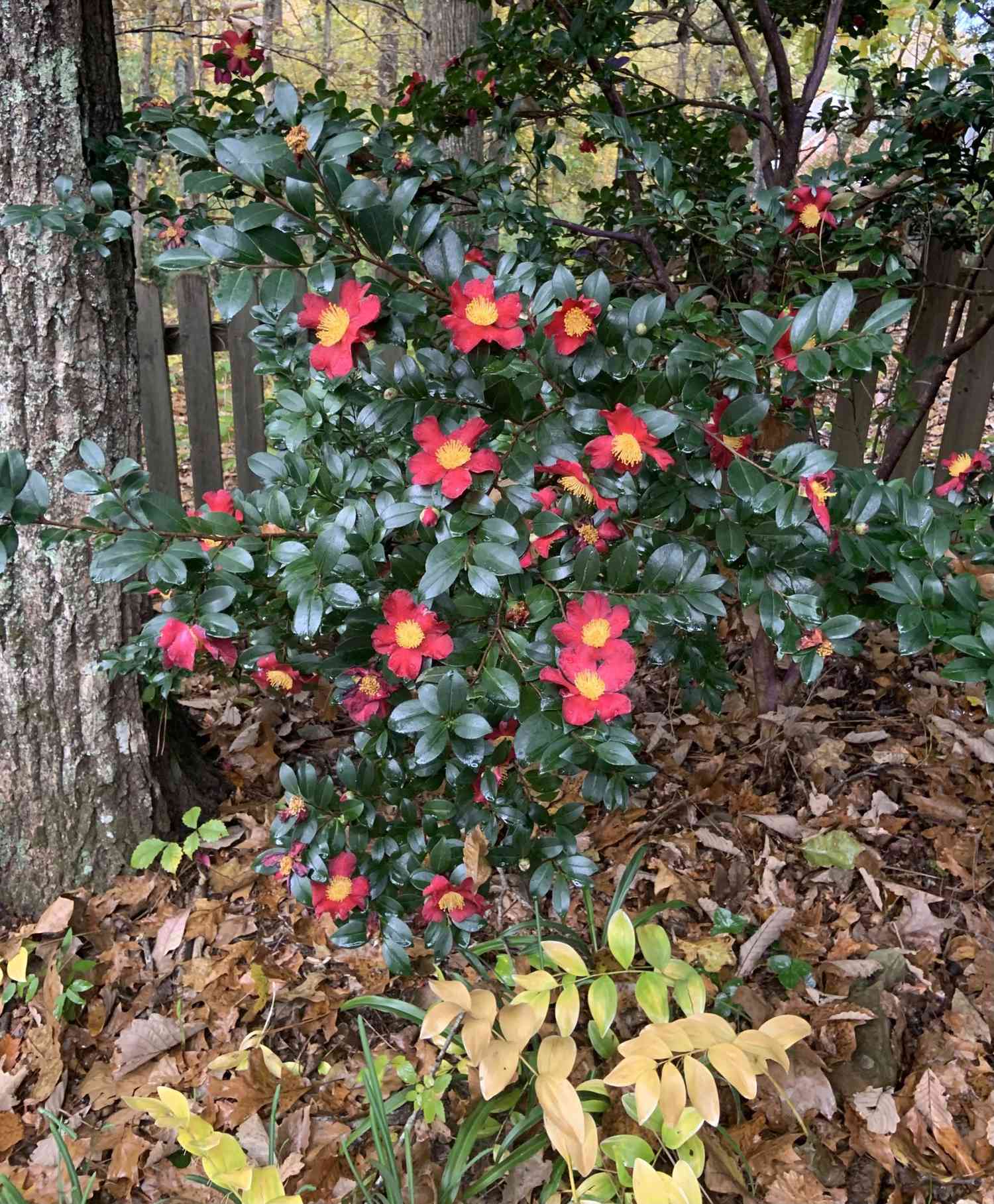 Juletid Camellia Bush