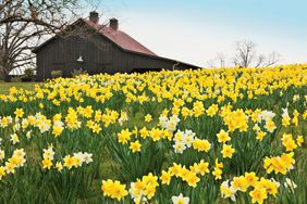 Field of Daffodils Near Barn