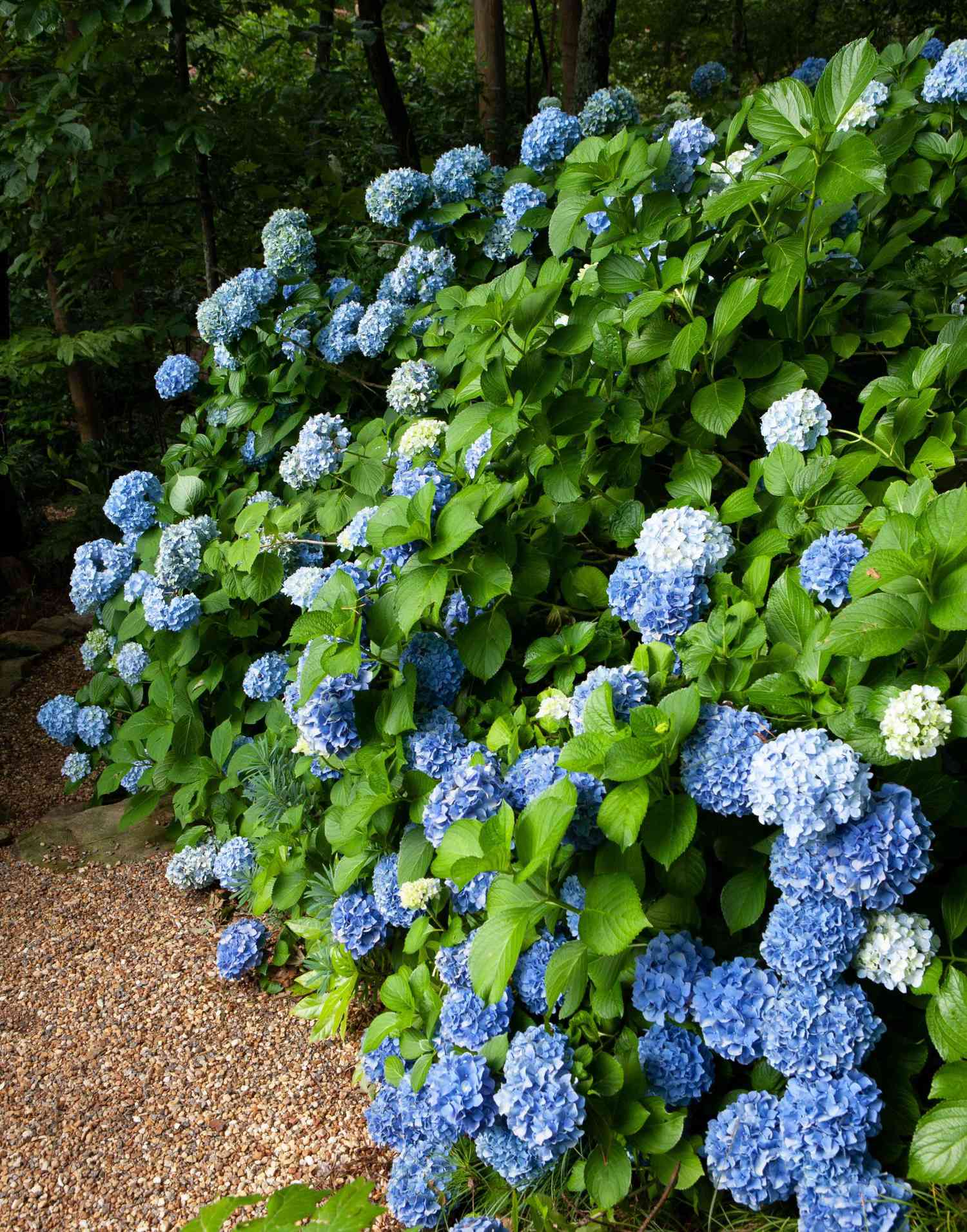 Blåblomstrende hortensiaer ved siden av grussti