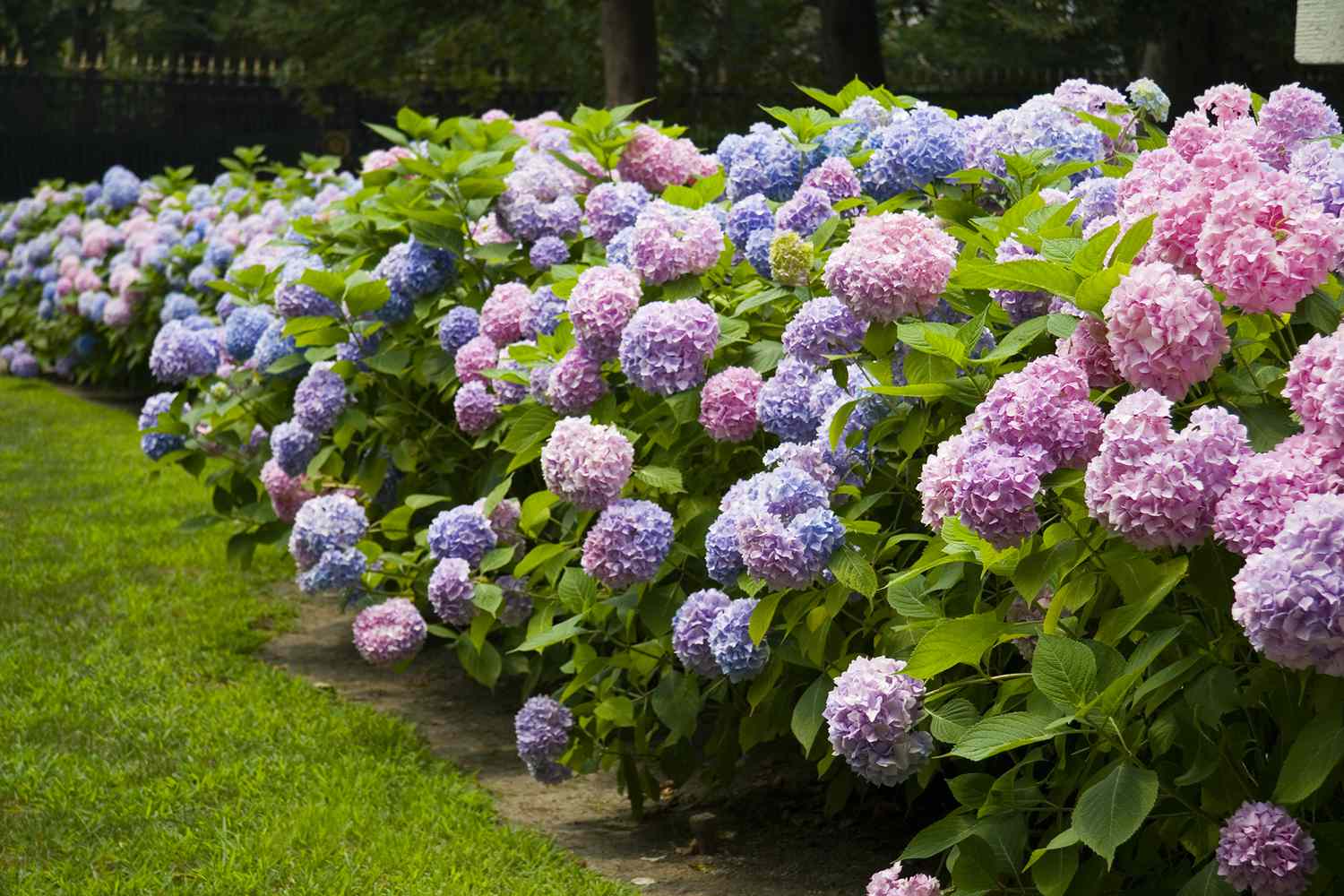 Rosa, blå og lilla hortensiabusker