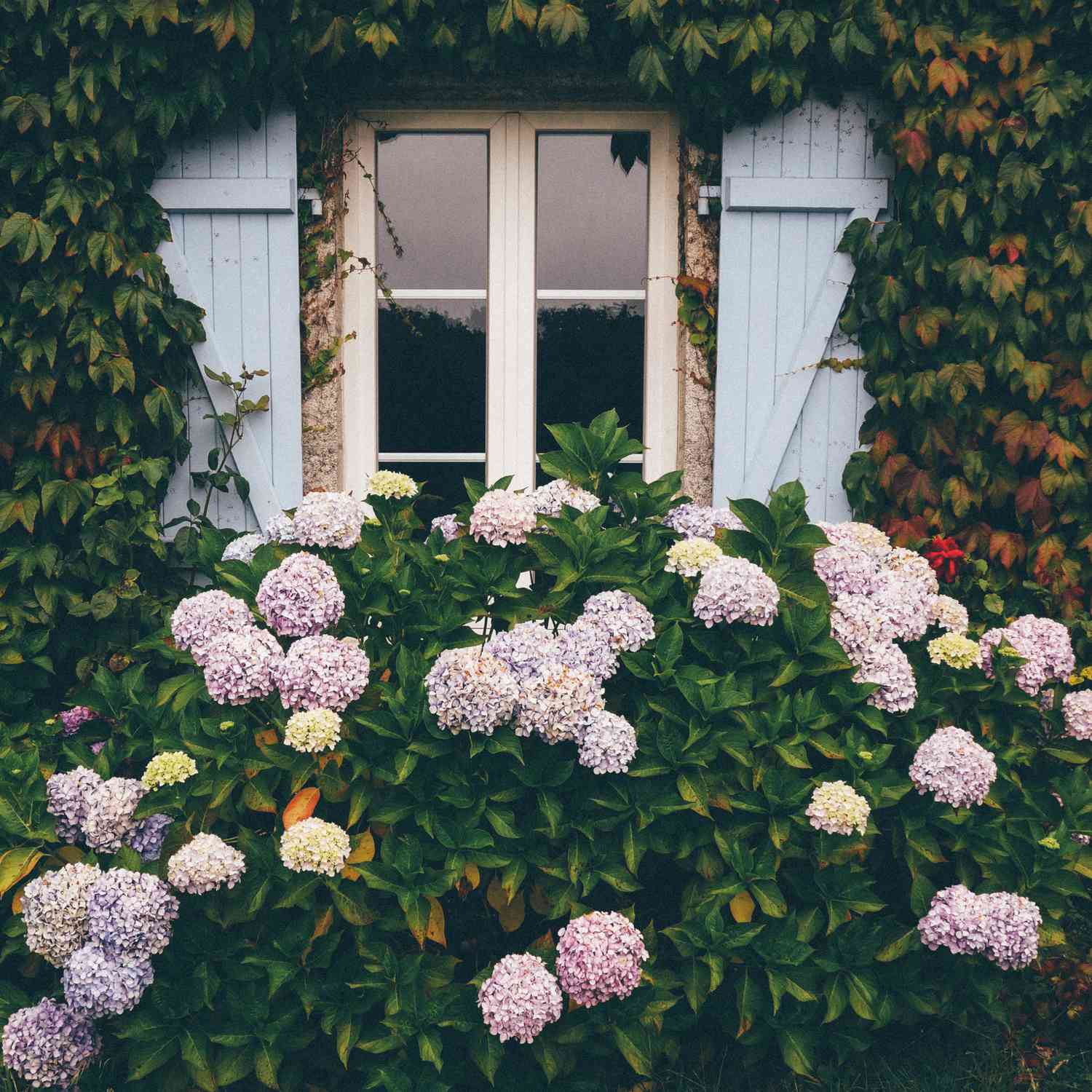 Hortensia blomstrende planter i hage foran vinduet med blå skodder