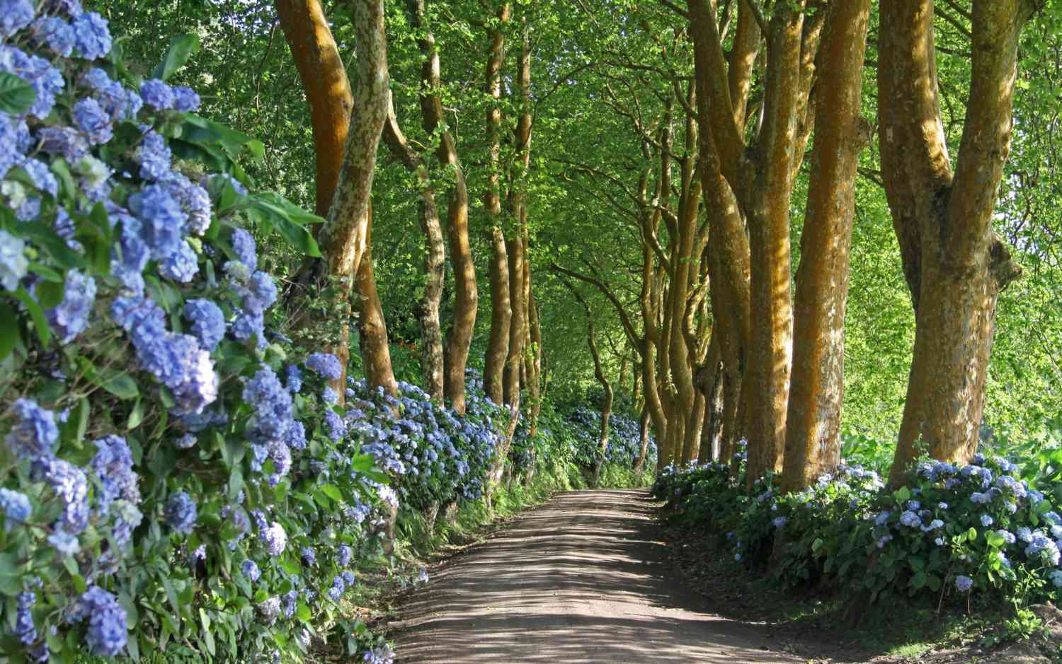 Grusvei med hortensiabusker og buegang av trær