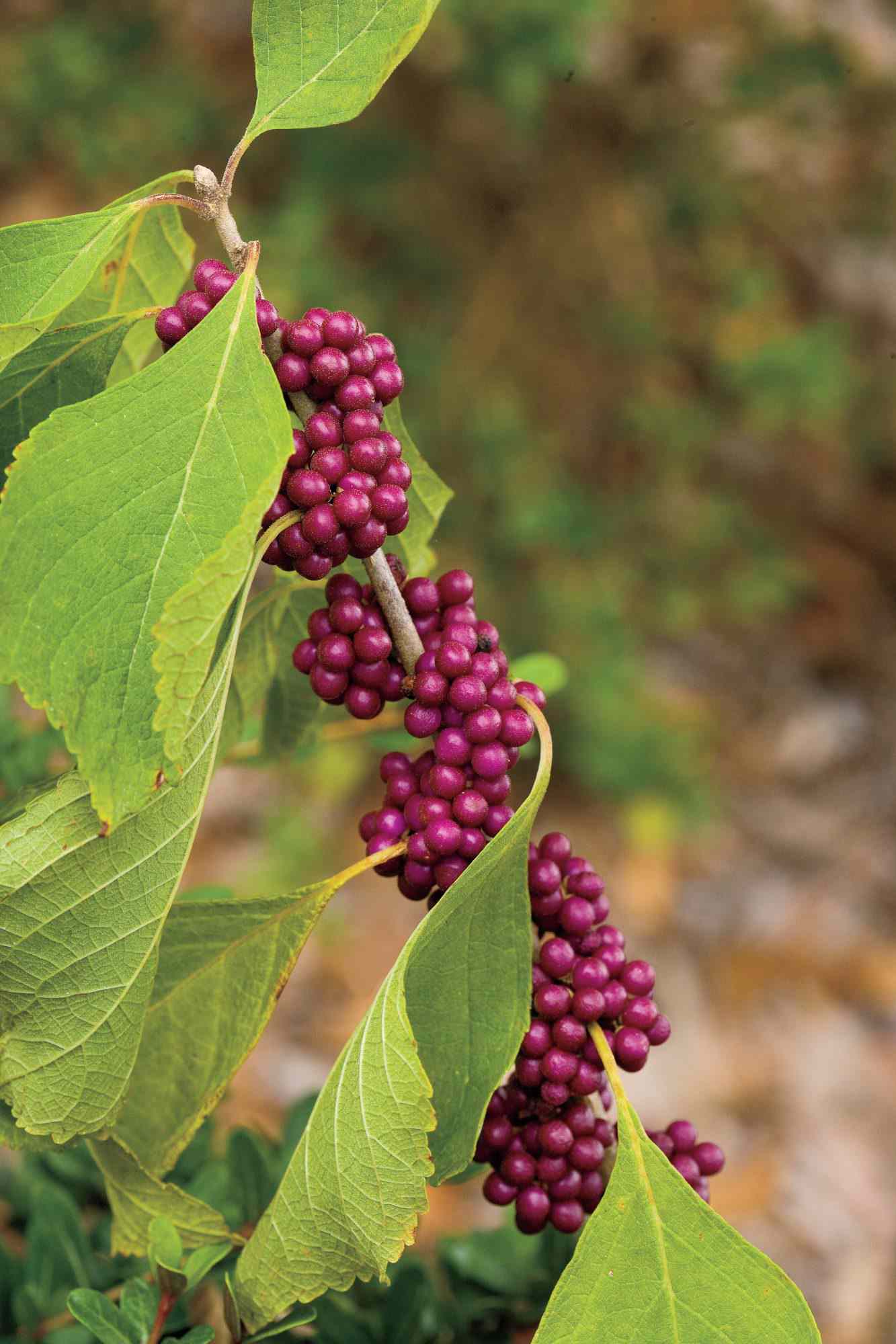 Tørke-tolerante innfødte planter: Beautyberry