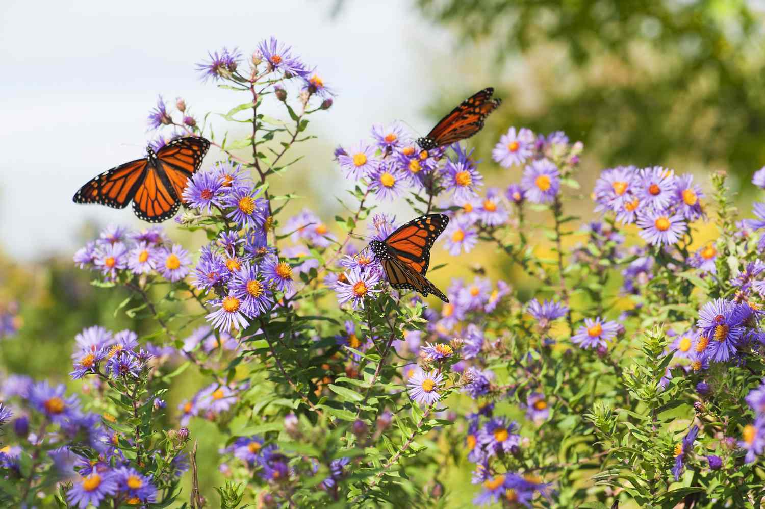 monark sommerfugler lever av blomstrende aster i et felt med markblomster
