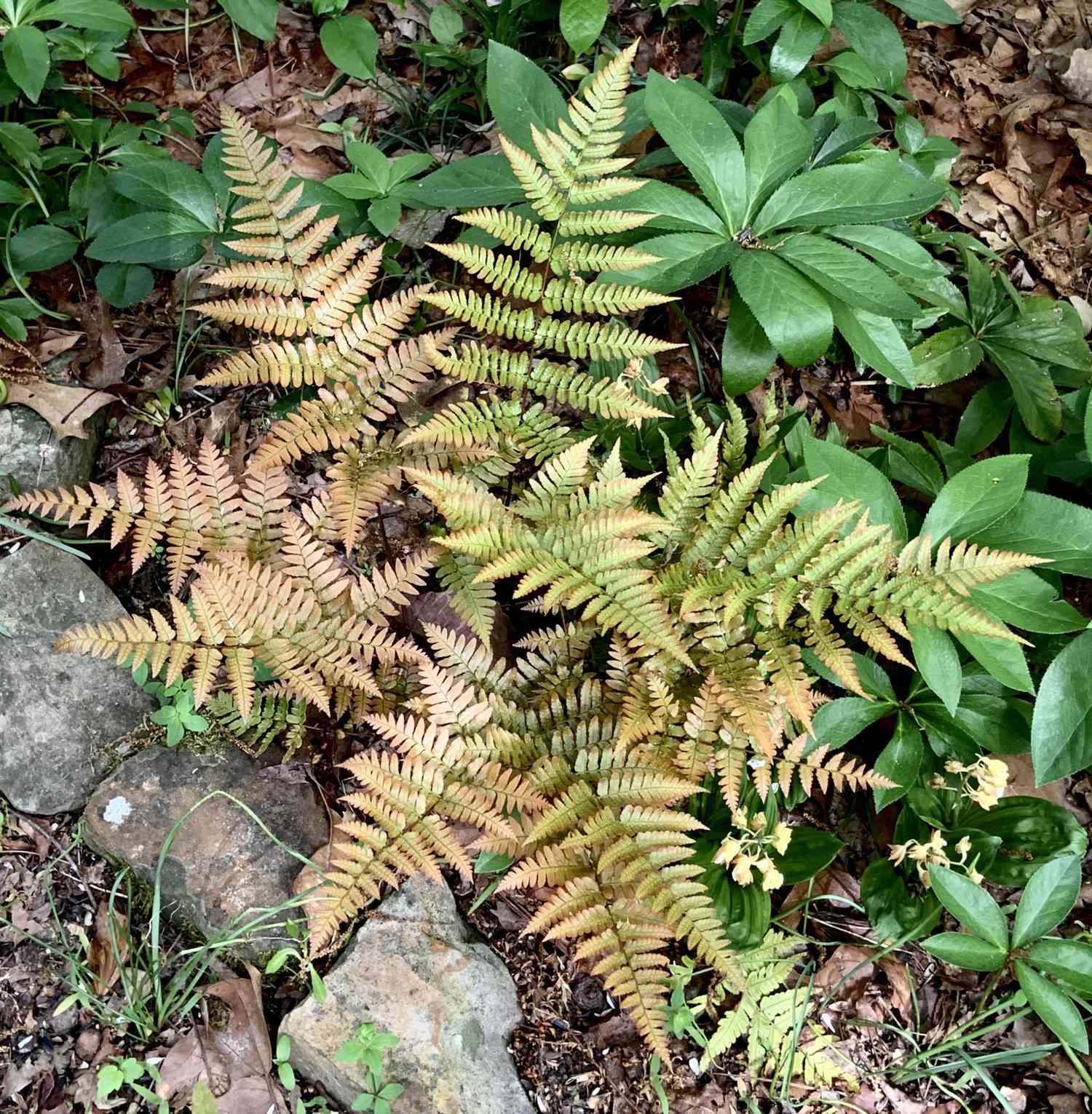 Autumn fern