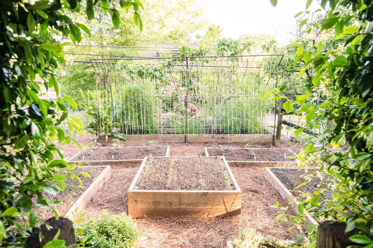 Birmingham AL Vegetable Garden Raised Bed