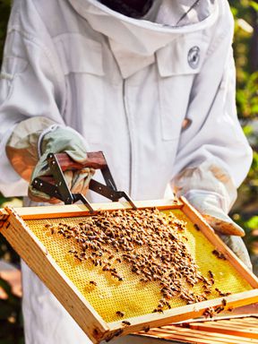 Ryan Clarks Bee Hives