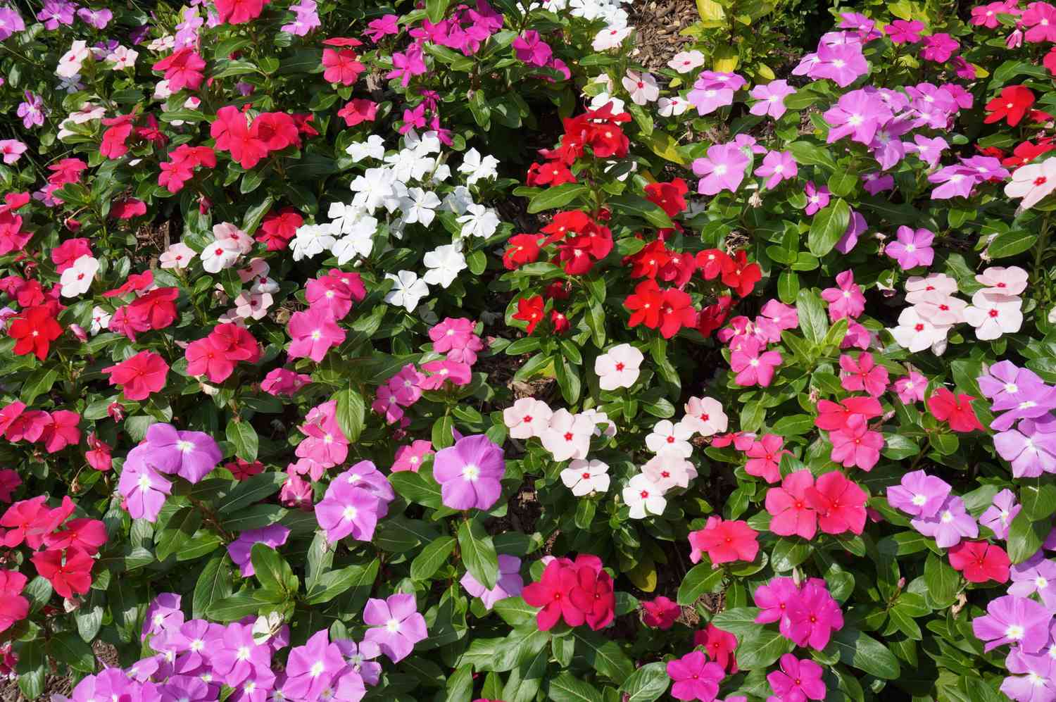 Variety of Impatiens Colors