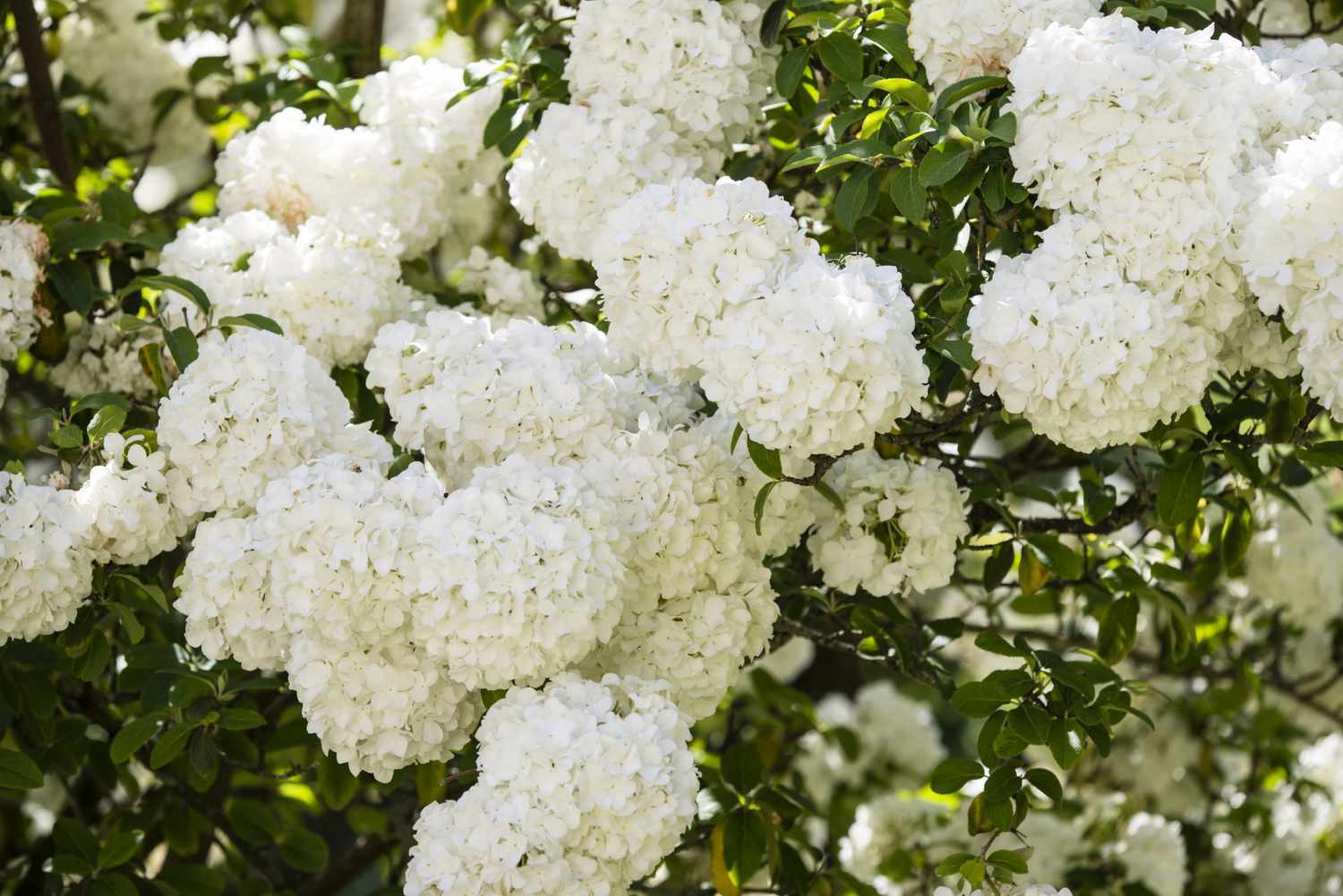 Snøball Viburnum