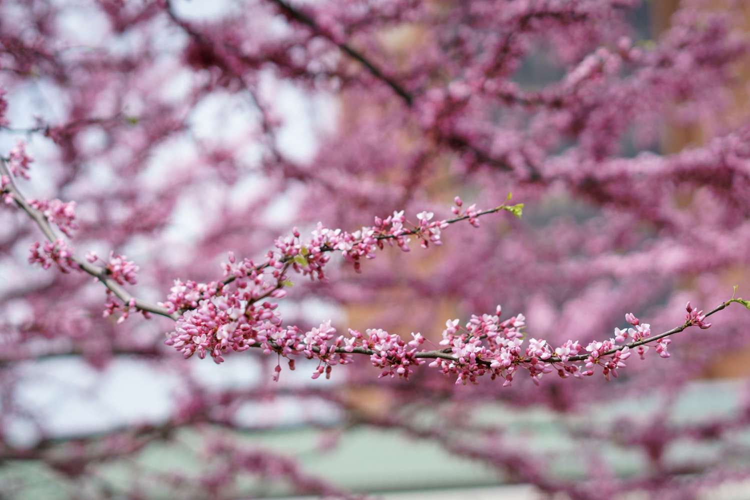 Redbud Branches