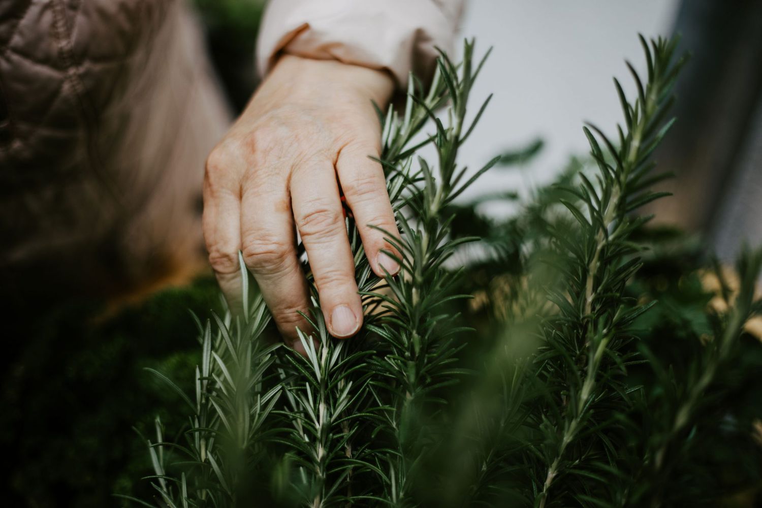 Kvinne kjører hånd over rosmarinplante