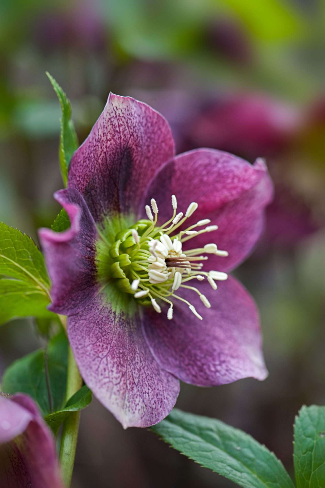 Nærbilde av en vårblomstrende, mørk rosa Hellebore-blomst også kjent som fastelavnsrosen eller julerosen