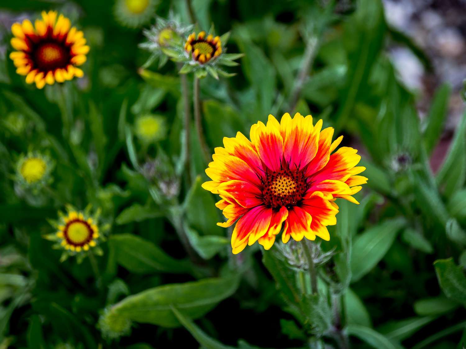 Blanket Flower