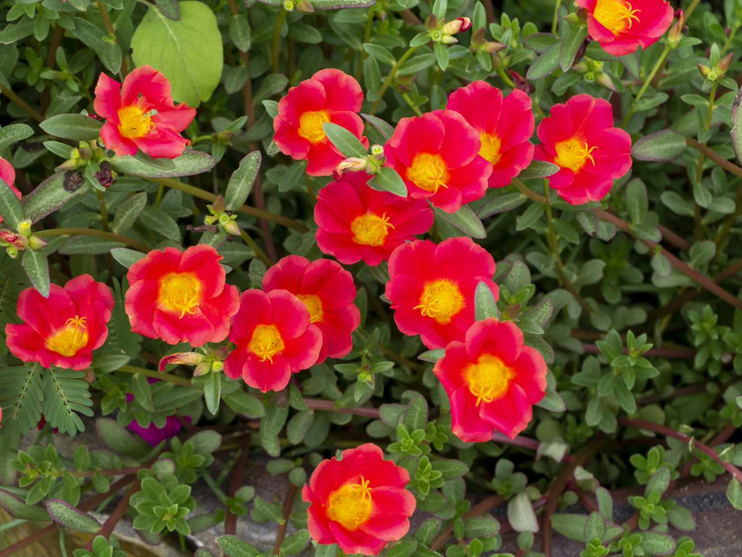 Ornamental Purslane (Portulaca hybrid)