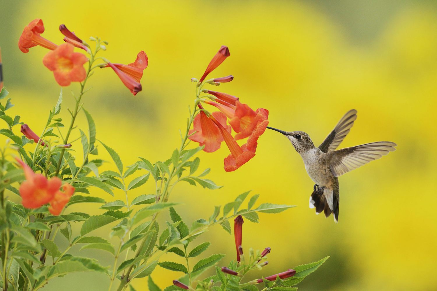 Trompetkryper med kolibri