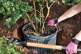 How To Plant a Crepe Myrtle