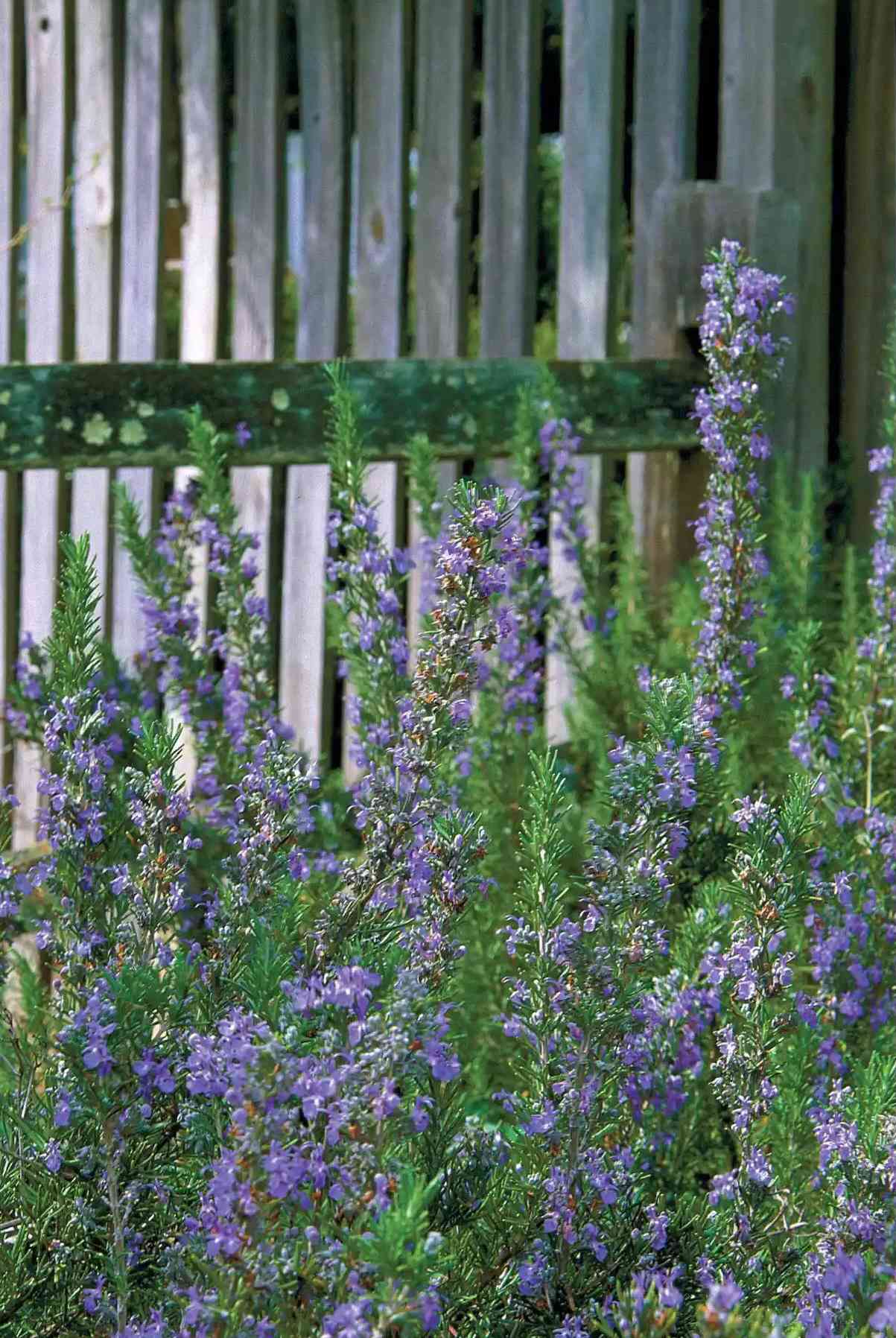 rosemary plant with fence