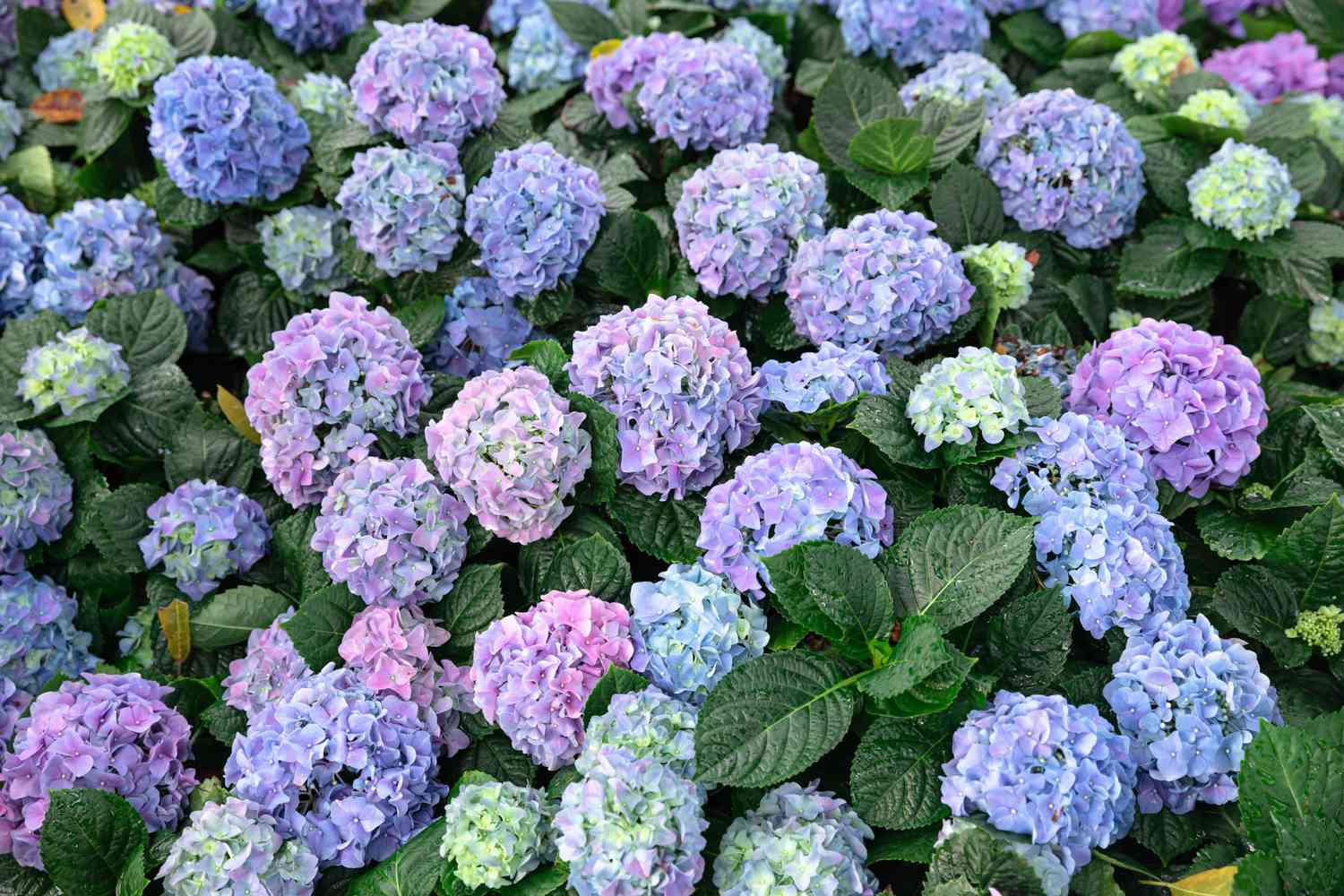 Hydrangea flower