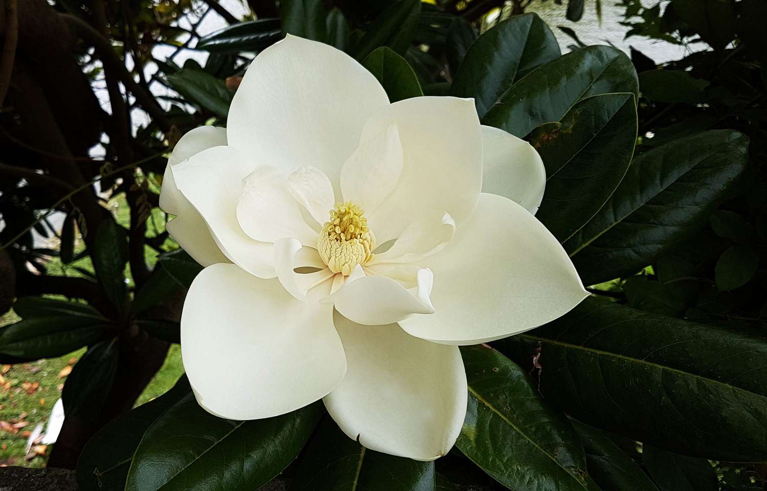 Sørlig Magnolia-blomst