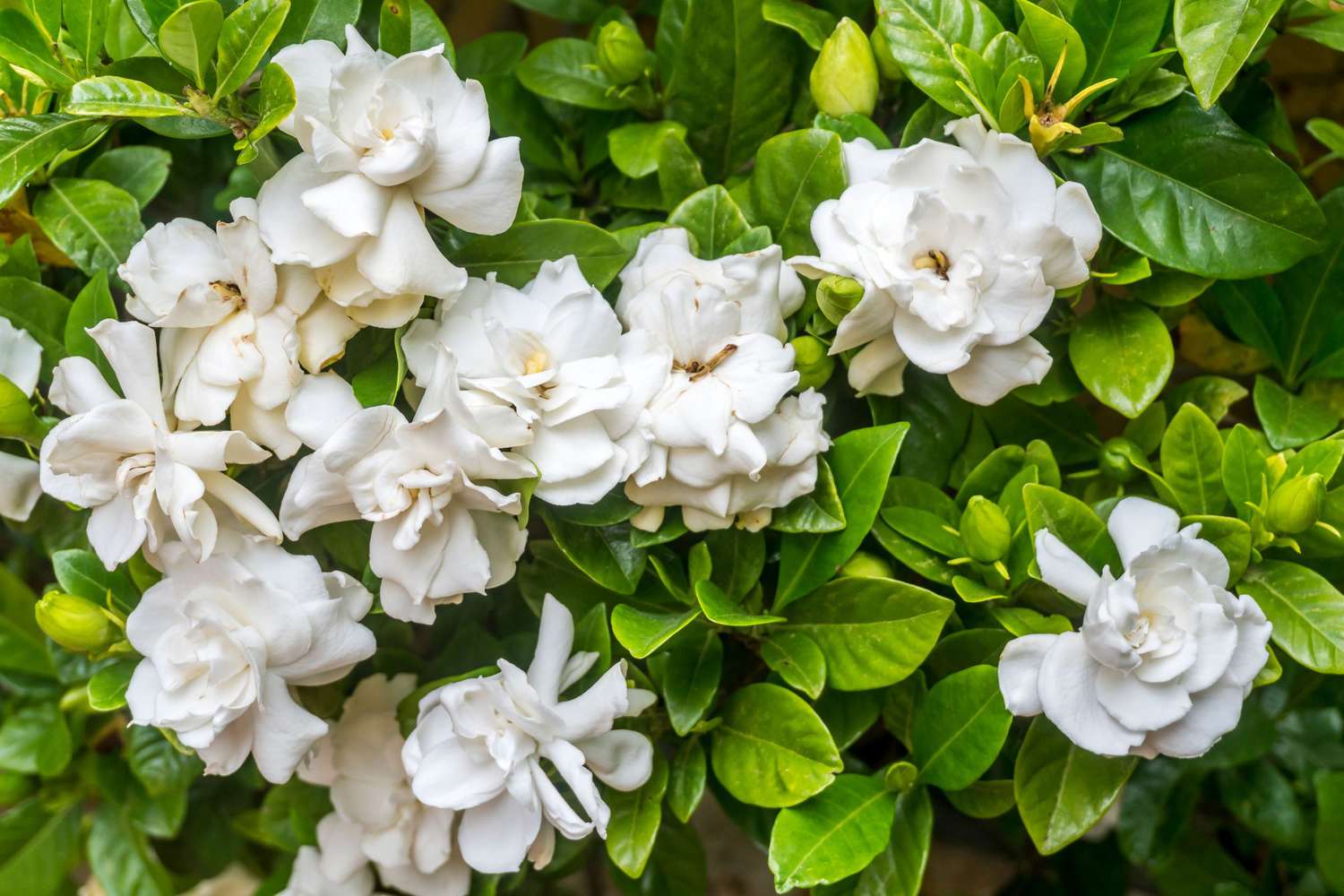 Hvite Gardenia blomster