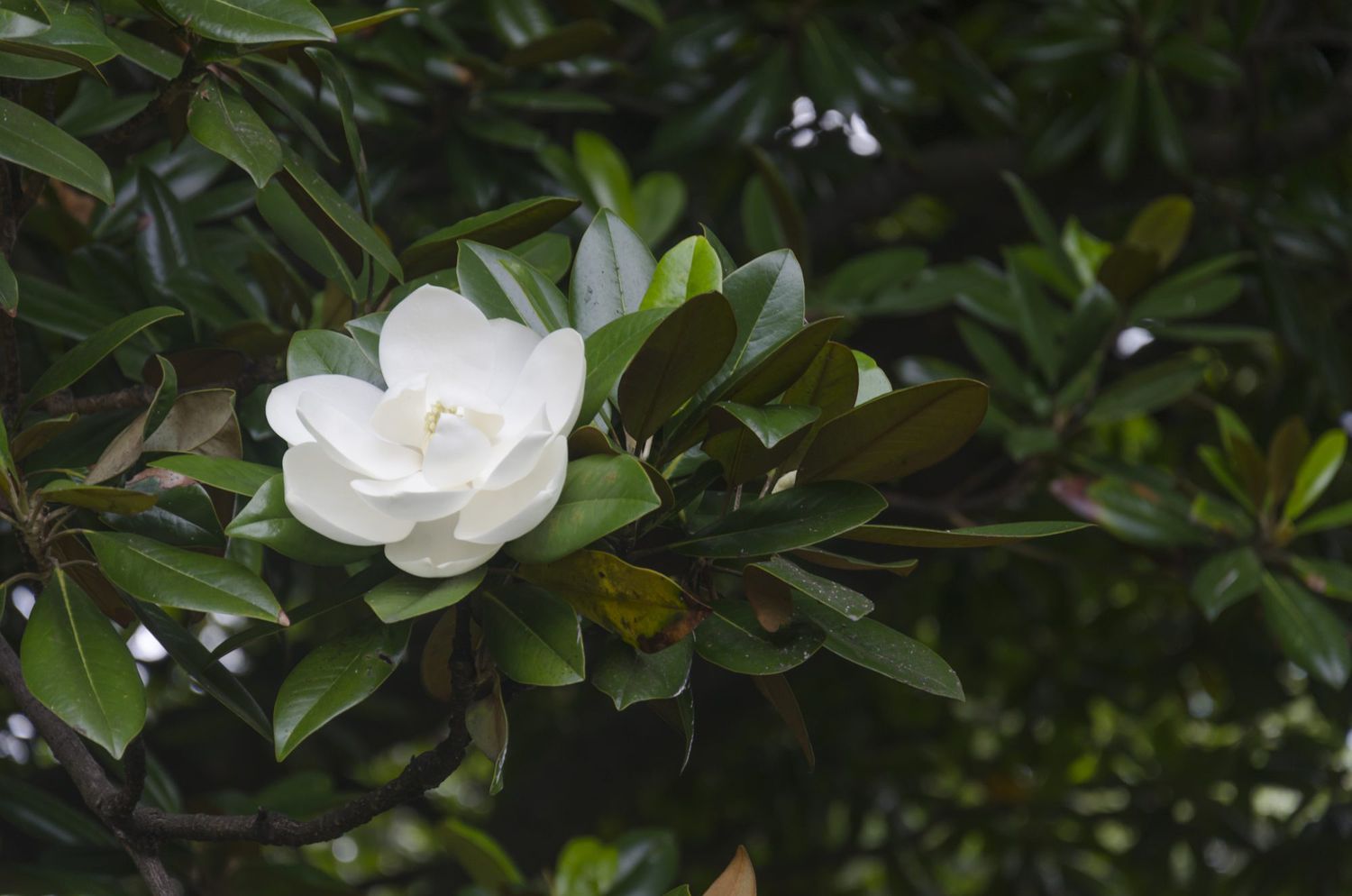 Sweetbay Magnolia blomst i blomst