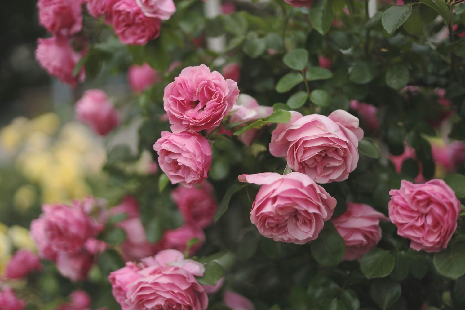 Nydelig rosa rose