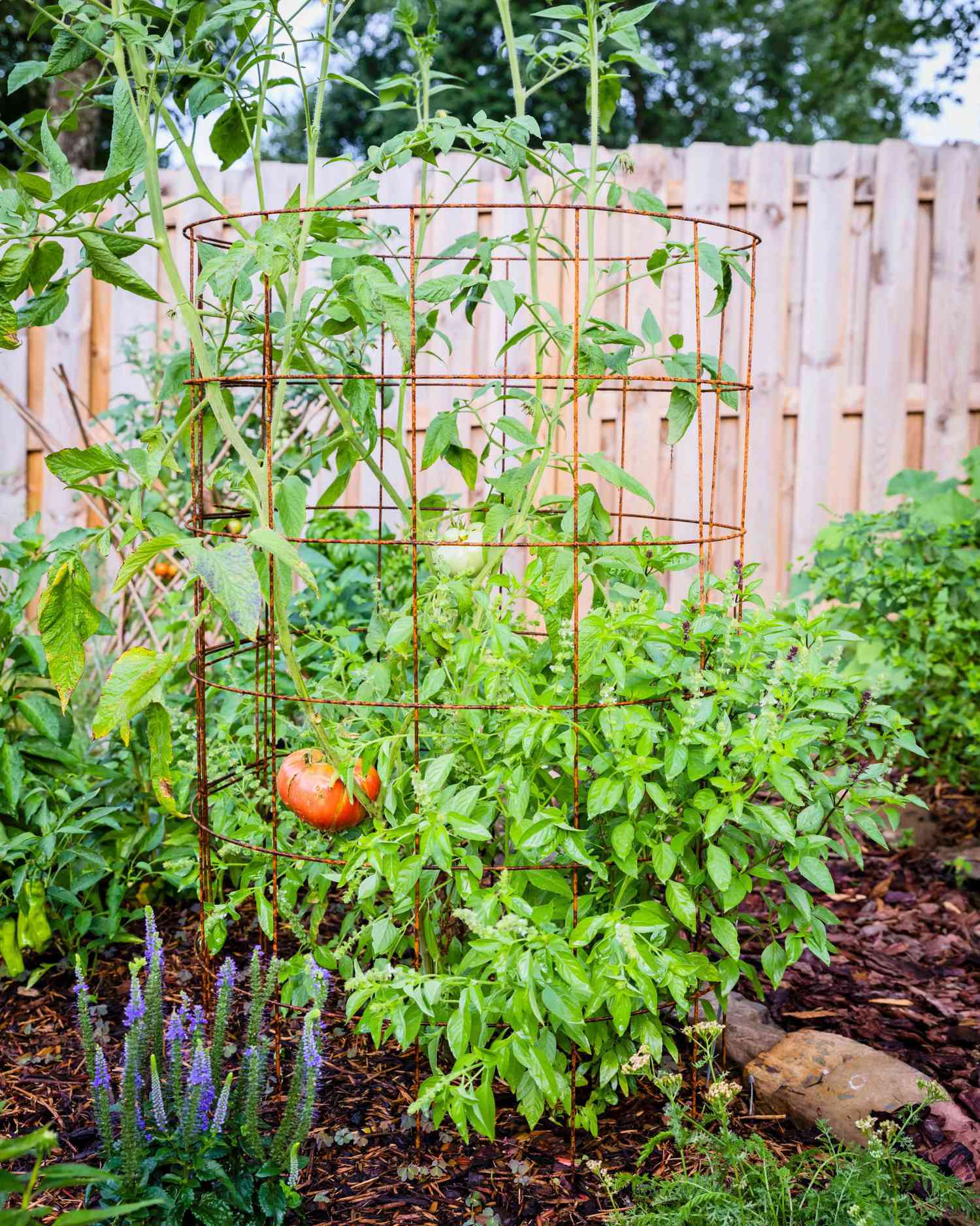 Tomatsalier i grønnsakshagen
