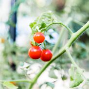 Nicole Burke Kitchen Garden Avanserte fruktplanter/tomater