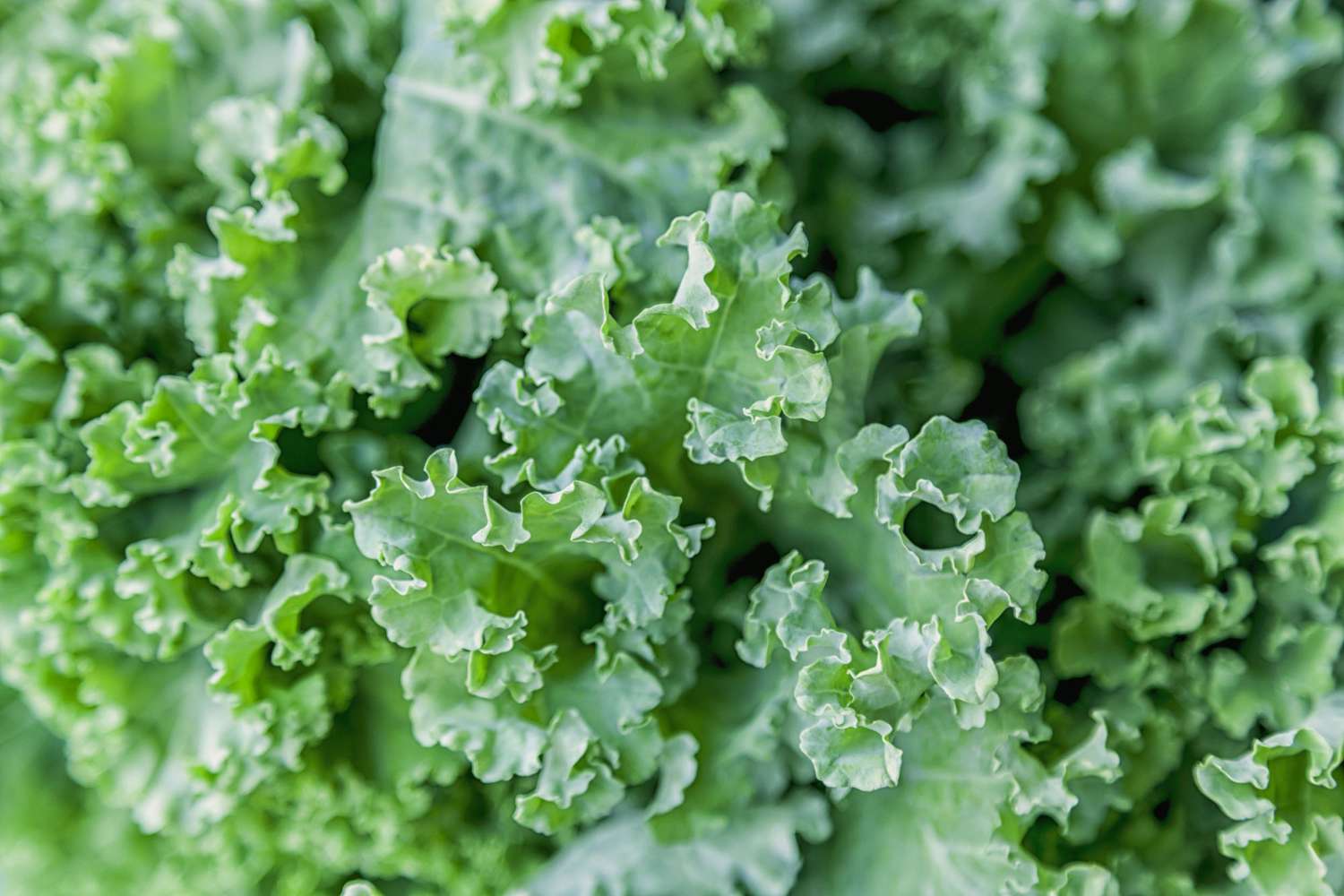 Curly Kale Leaf